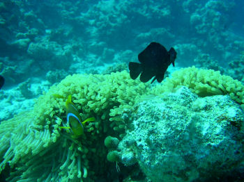 fondali sharm fondali sharm